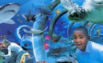 London Aquarium
